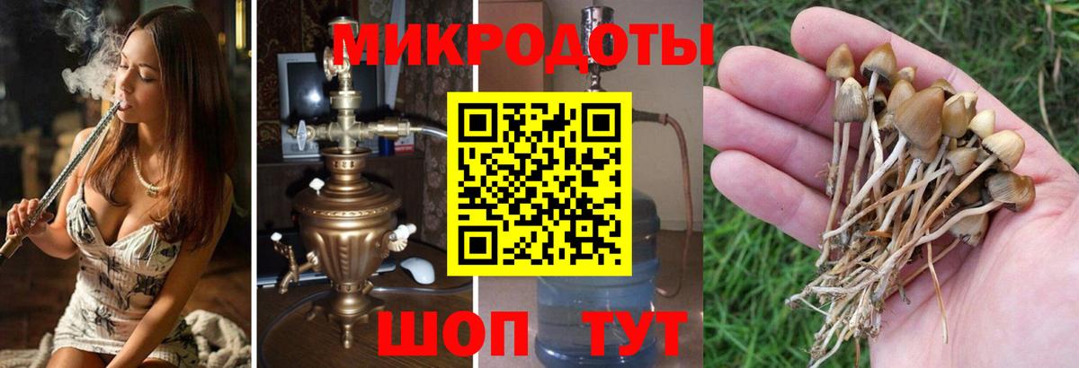 Канаш  Галлюциногенные грибы мицелий  Псилоцибиновые грибы прущие грибы  как найти наркотики  Вход с VPN 